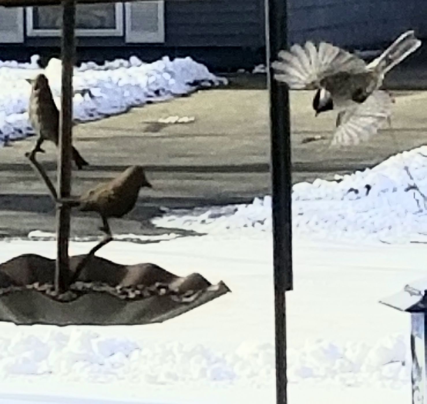 Diving for dinner